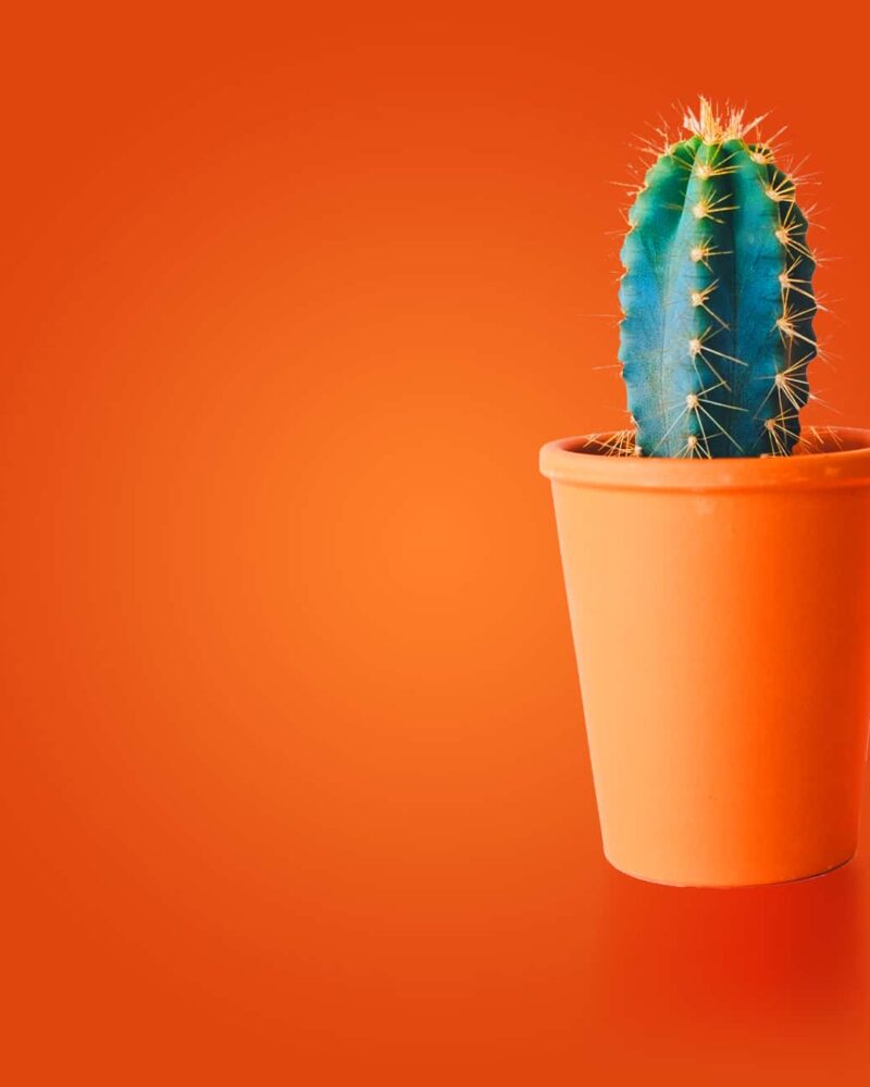 Creative Consultancy